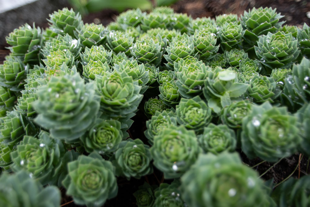 Pentax K-1 / 1 Pentax K-1   1