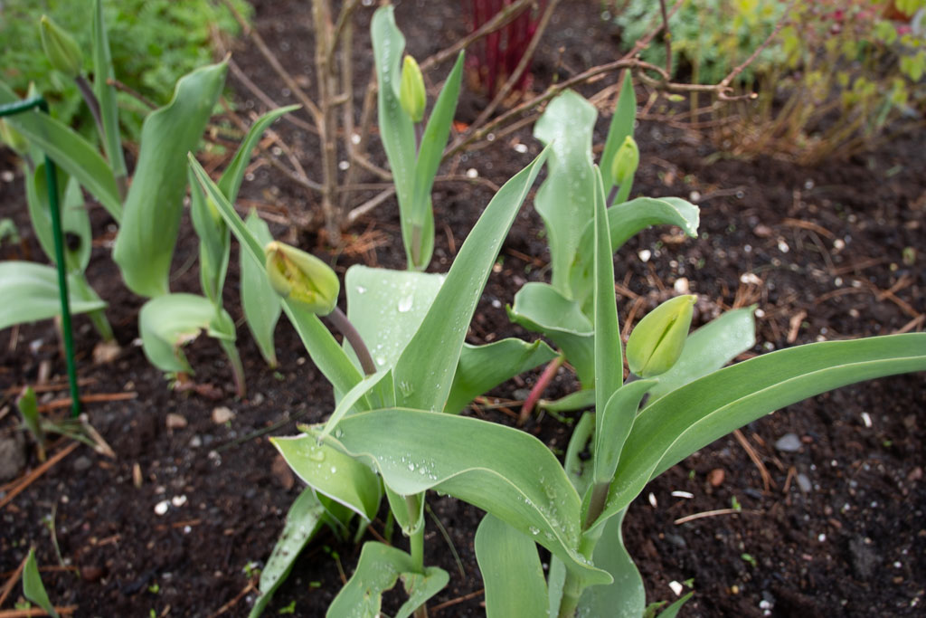 Pentax K-1 / 1 Pentax K-1   1