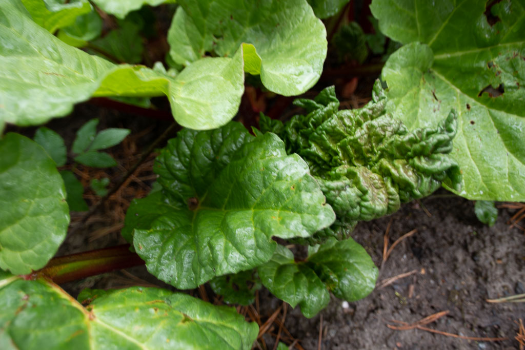 Pentax K-1 / 1 Pentax K-1   1