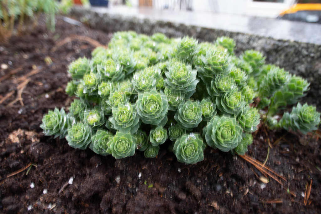 Pentax K-1 / 1 Pentax K-1   1