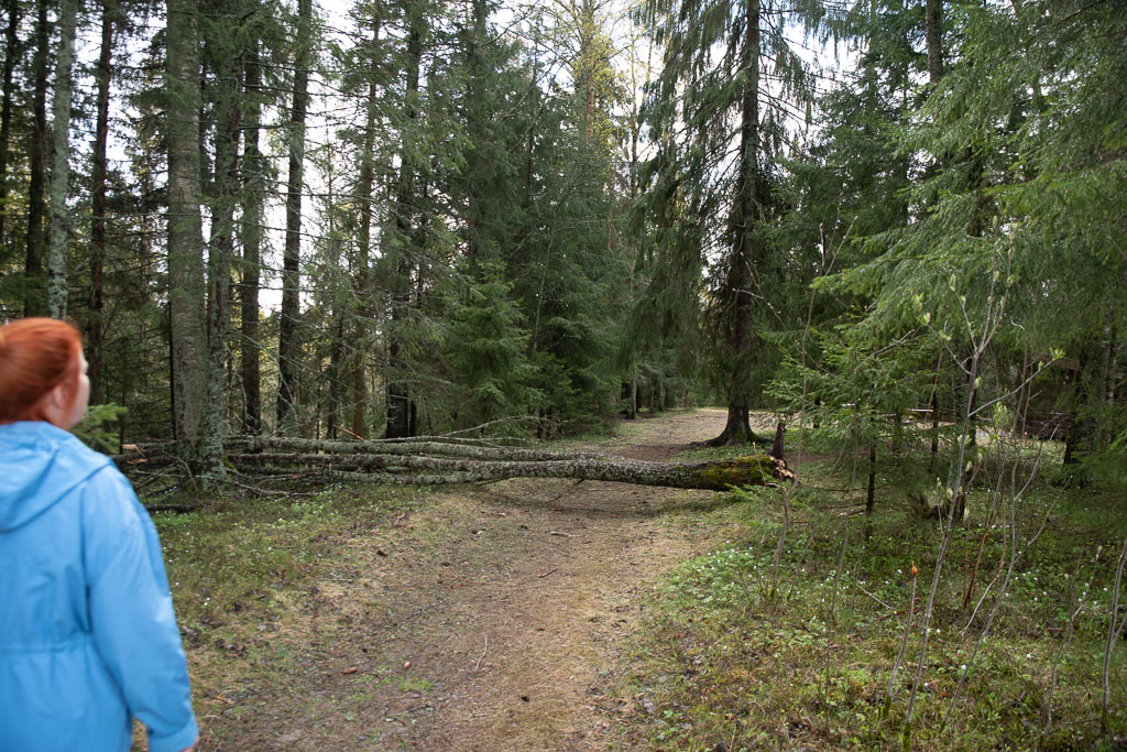 Pentax K-1 / 1 Pentax K-1   1