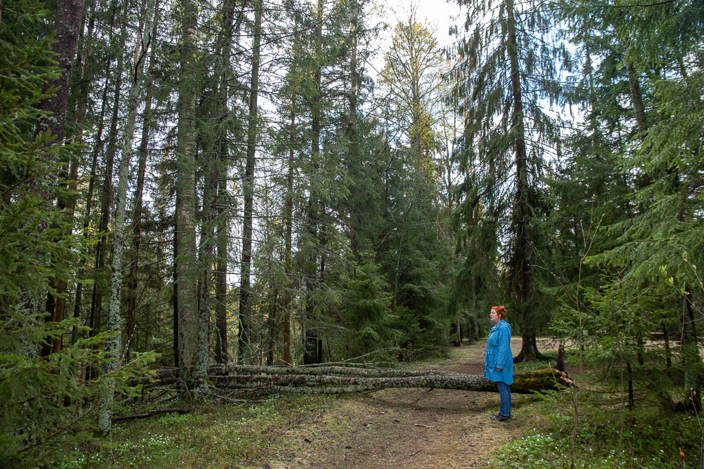 Pentax K-1 / 1 Pentax K-1   1