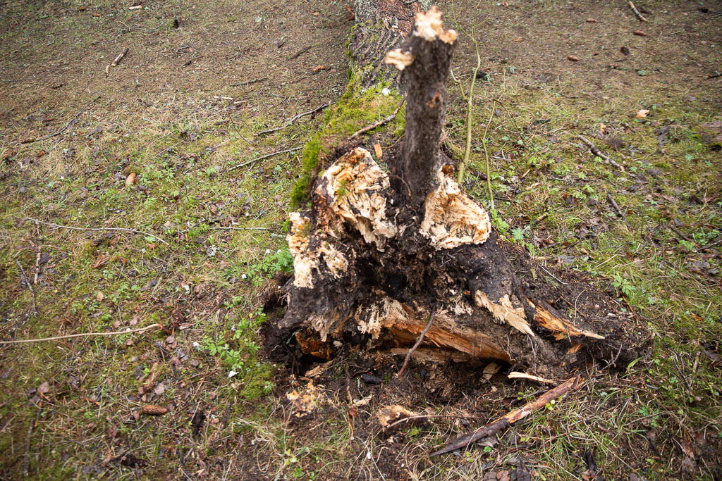 Pentax K-1 / 1 Pentax K-1   1