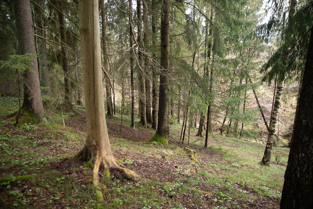 Pentax K-1 / 1 Pentax K-1   1