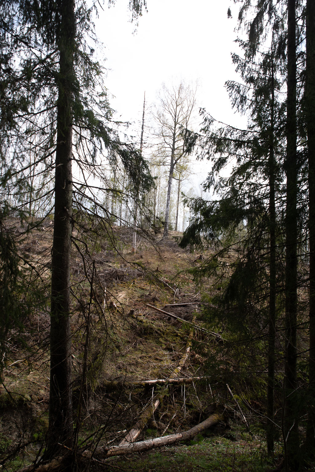 Pentax K-1 / 1 Pentax K-1   1