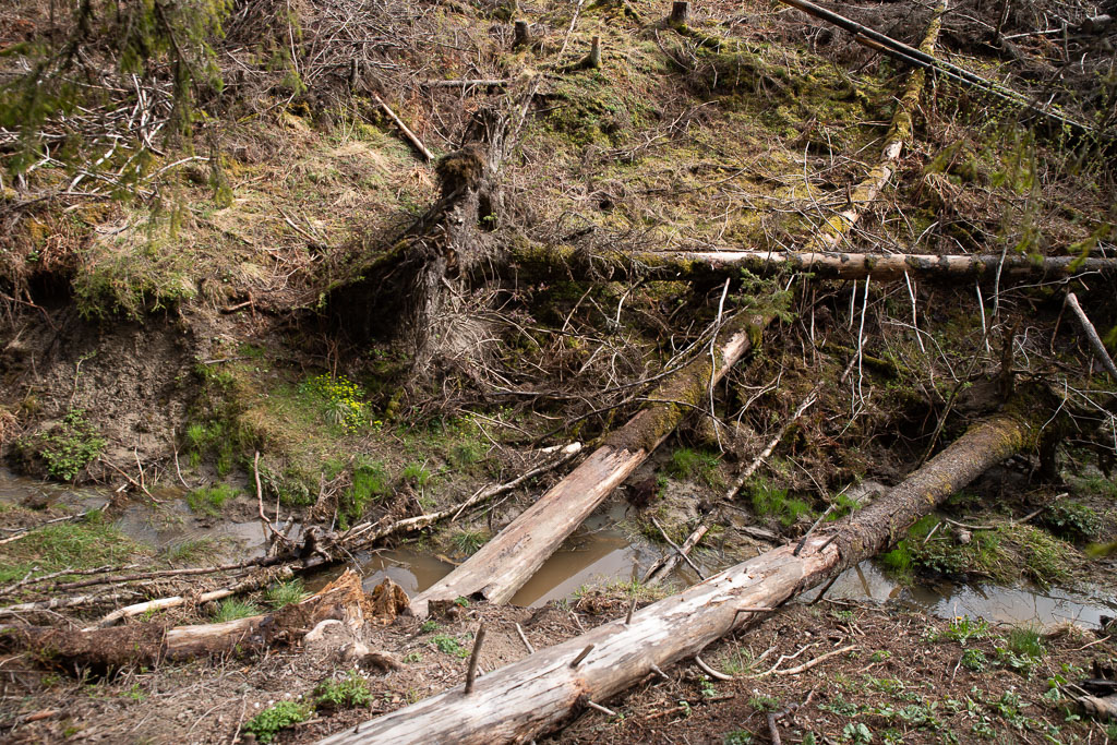 Pentax K-1 / 1 Pentax K-1   1