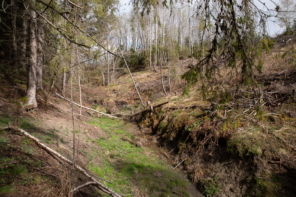 Pentax K-1 / 1 Pentax K-1   1