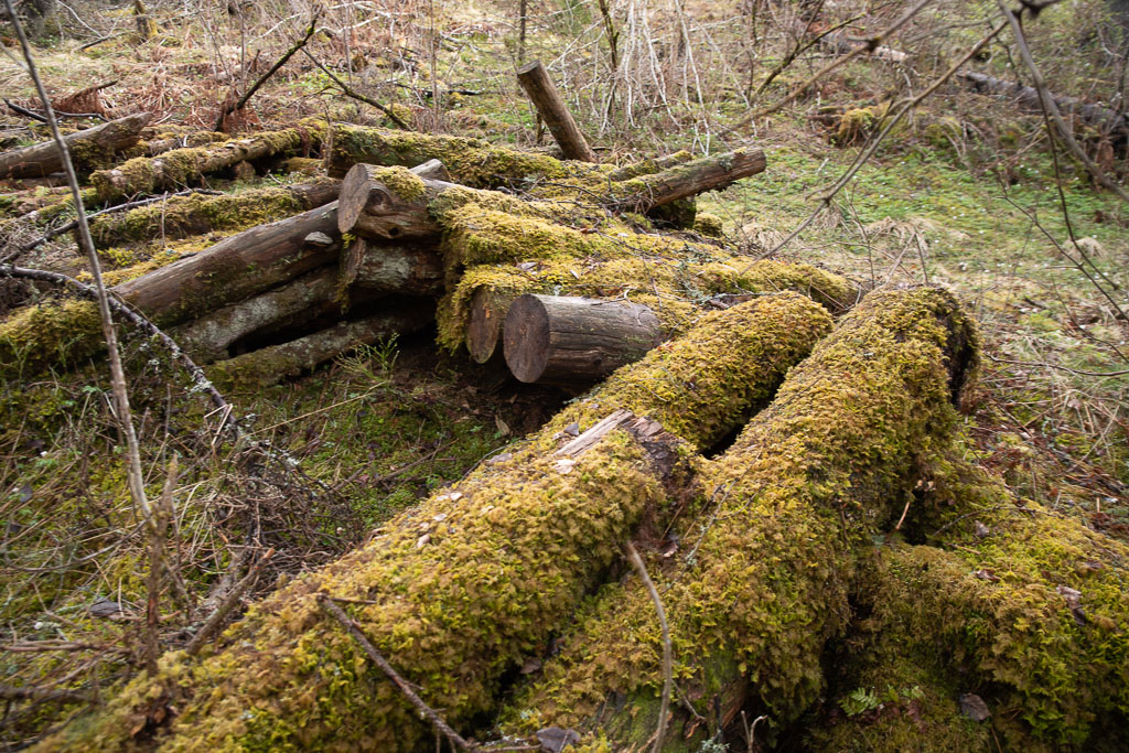 Pentax K-1 / 1 Pentax K-1   1