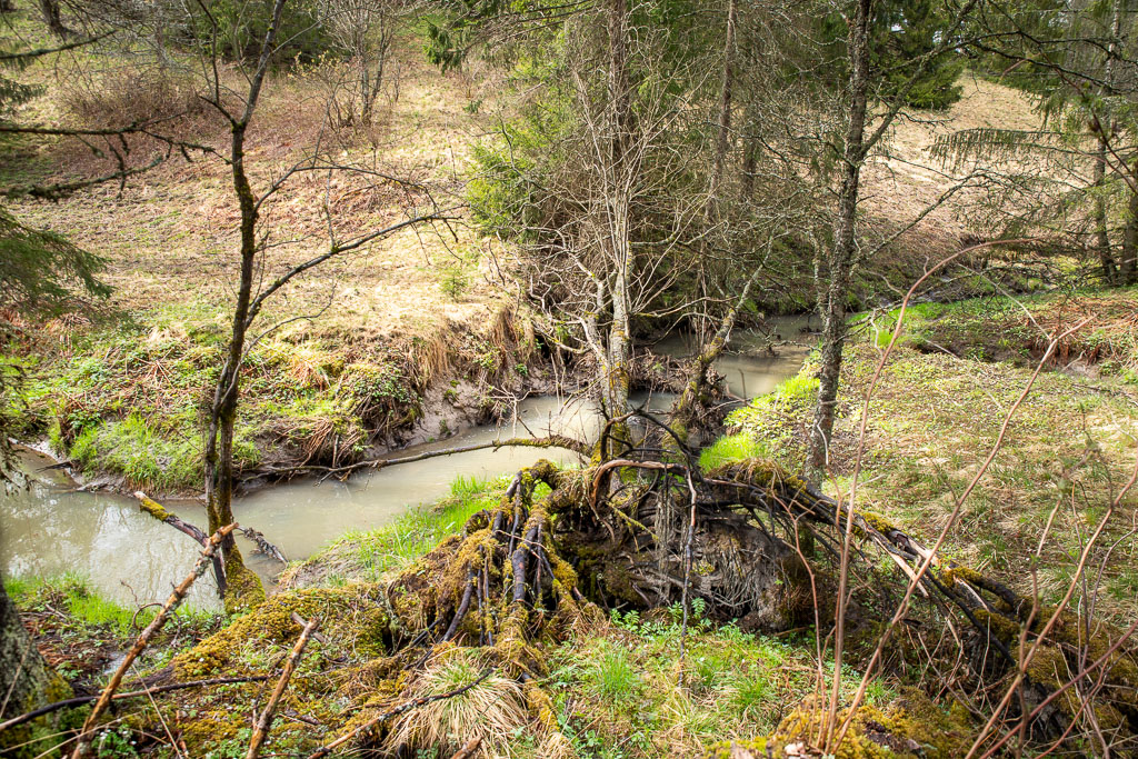 Pentax K-1 / 1 Pentax K-1   1