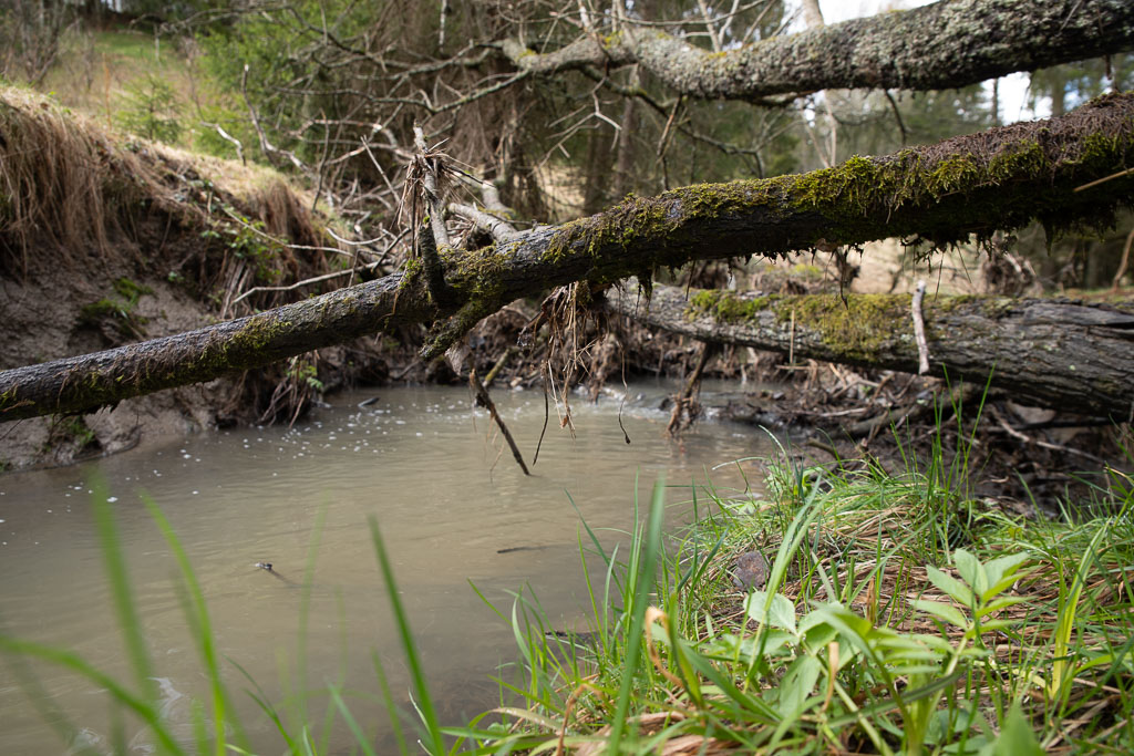 Pentax K-1 / 1 Pentax K-1   1