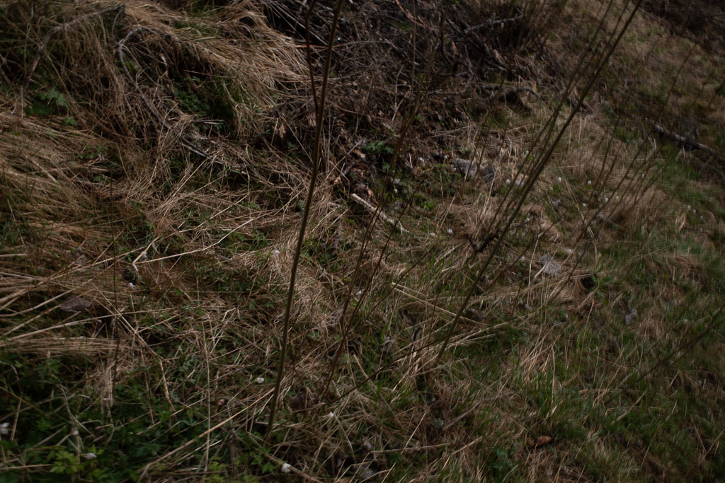 Pentax K-1 / 1 Pentax K-1   1