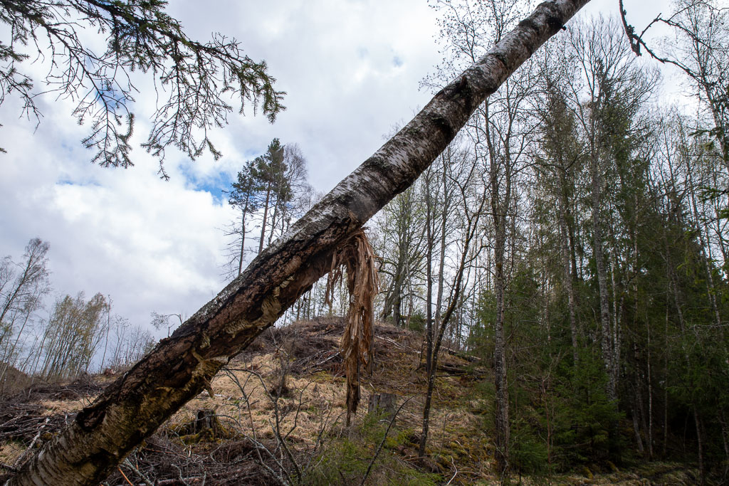Pentax K-1 / 1 Pentax K-1   1
