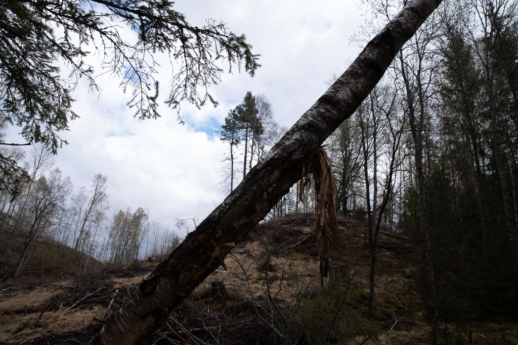 Pentax K-1 / 1 Pentax K-1   1