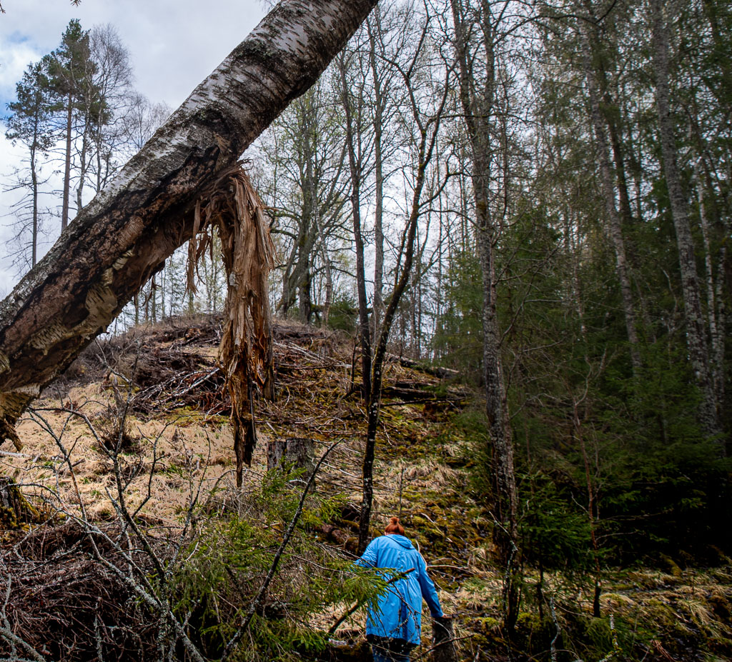 Pentax K-1 / 1 Pentax K-1   1