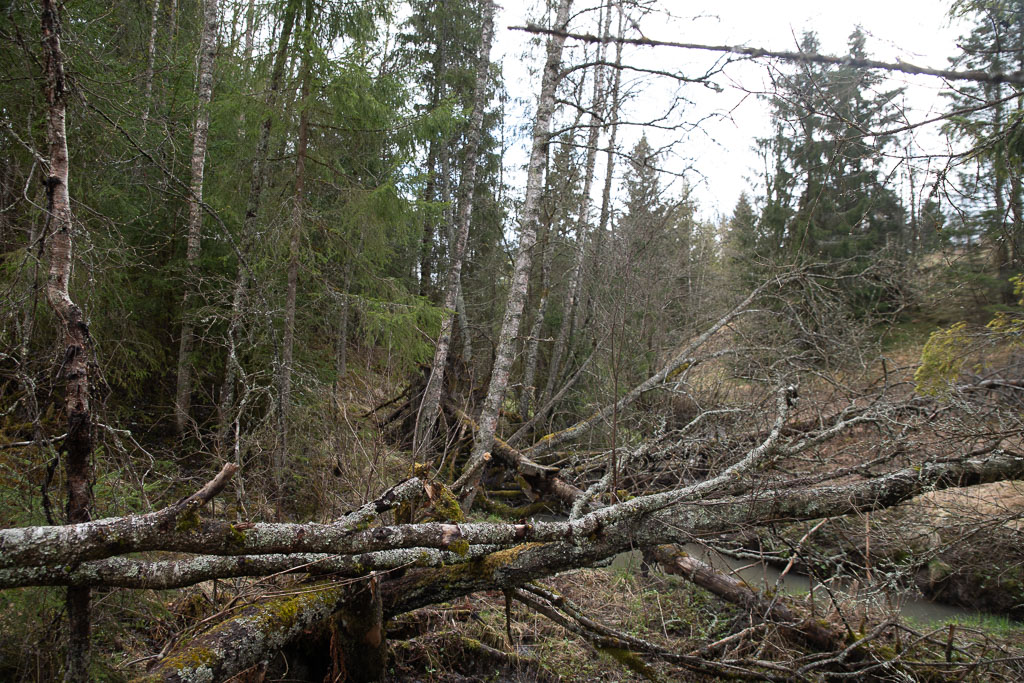 Pentax K-1 / 1 Pentax K-1   1