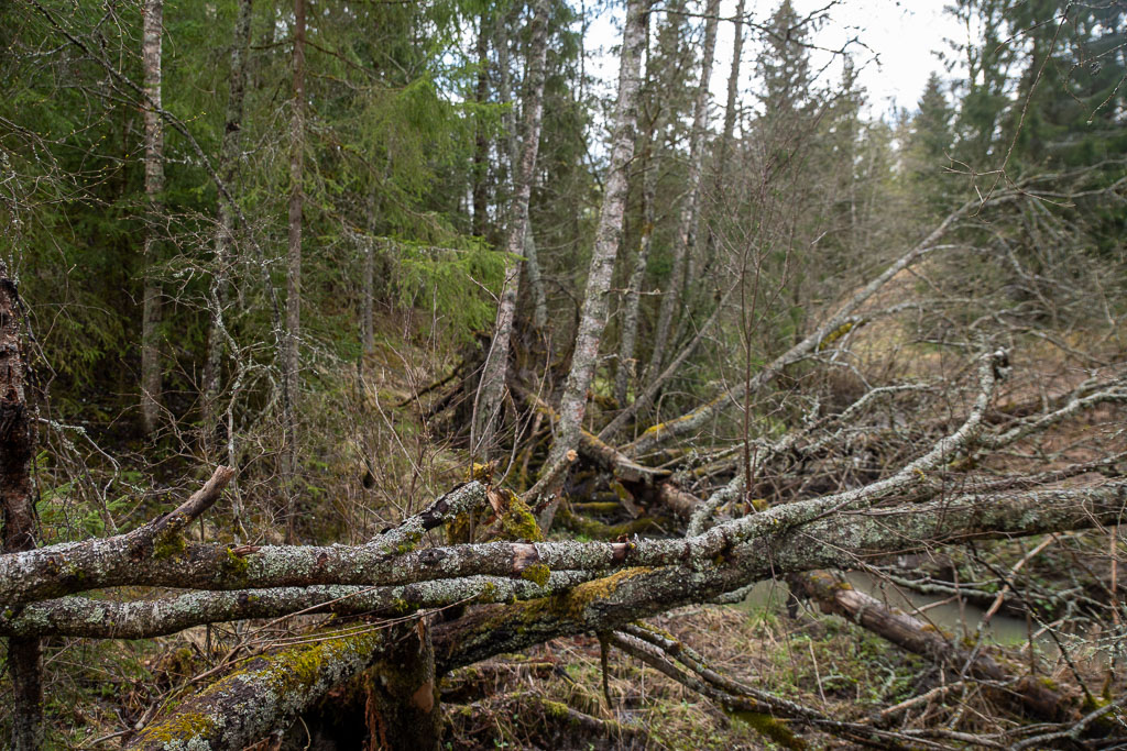 Pentax K-1 / 1 Pentax K-1   1