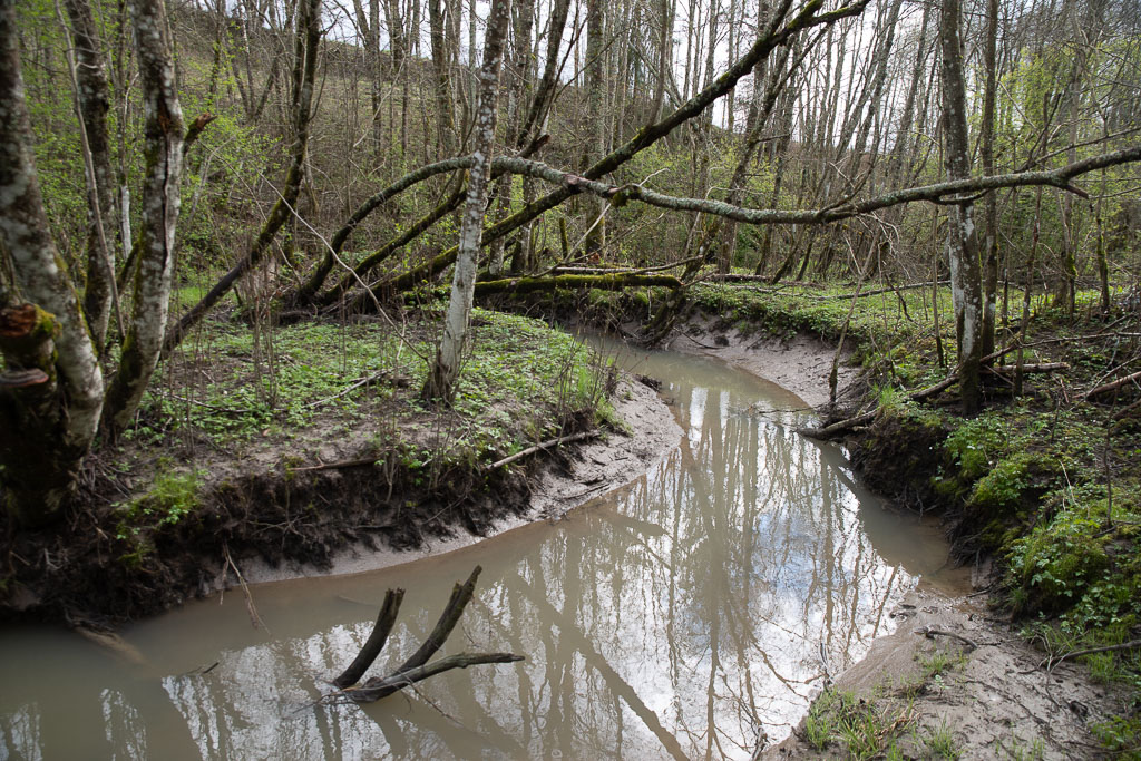 Pentax K-1 / 1 Pentax K-1   1