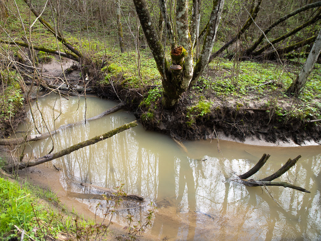 Pentax K-1 / 1 Pentax K-1   1