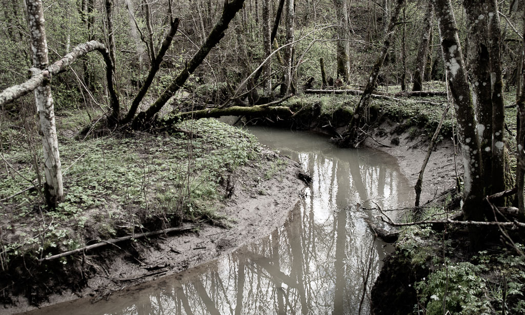 Pentax K-1 / 1 Pentax K-1   1