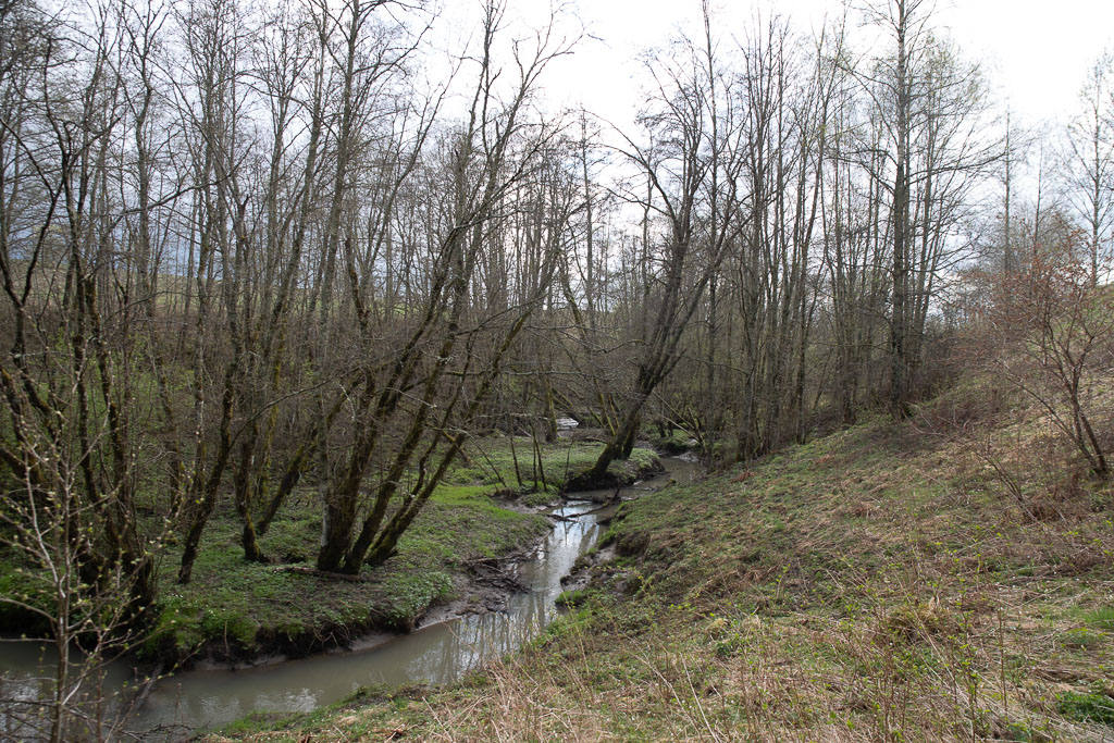 Pentax K-1 / 1 Pentax K-1   1