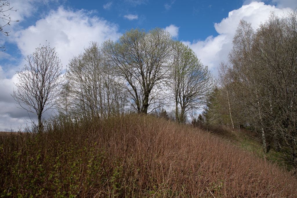 Pentax K-1 / 1 Pentax K-1   1