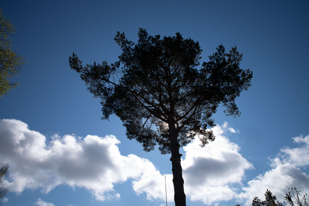 Pentax K-1 / 2 Pentax K-1   2