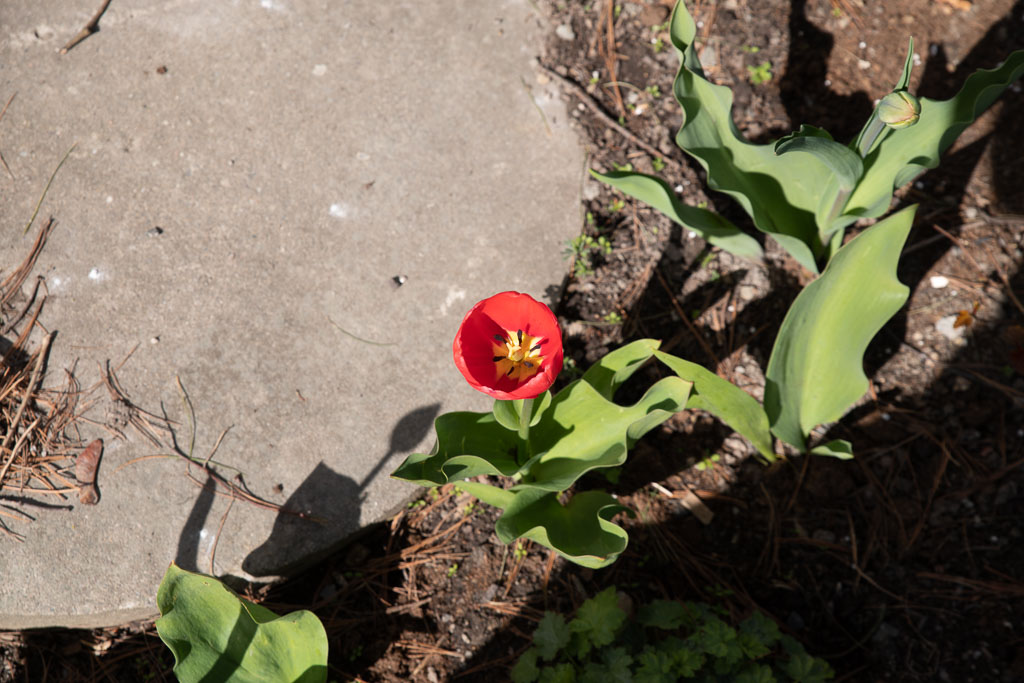 Pentax K-1 / 2 Pentax K-1   2