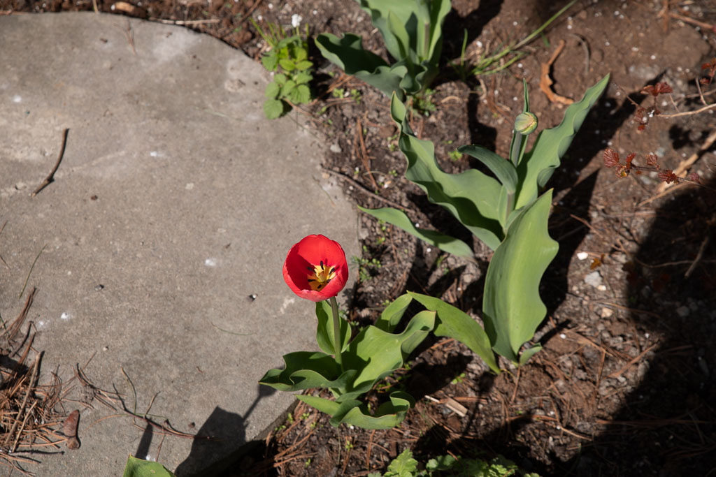 Pentax K-1 / 2 Pentax K-1   2