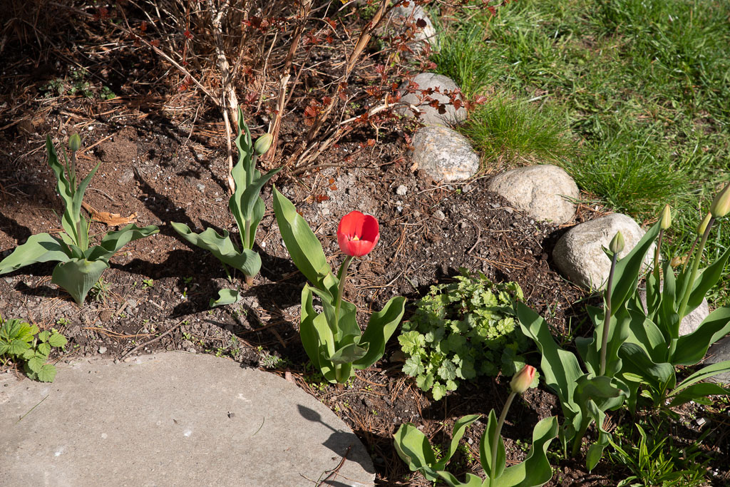 Pentax K-1 / 2 Pentax K-1   2