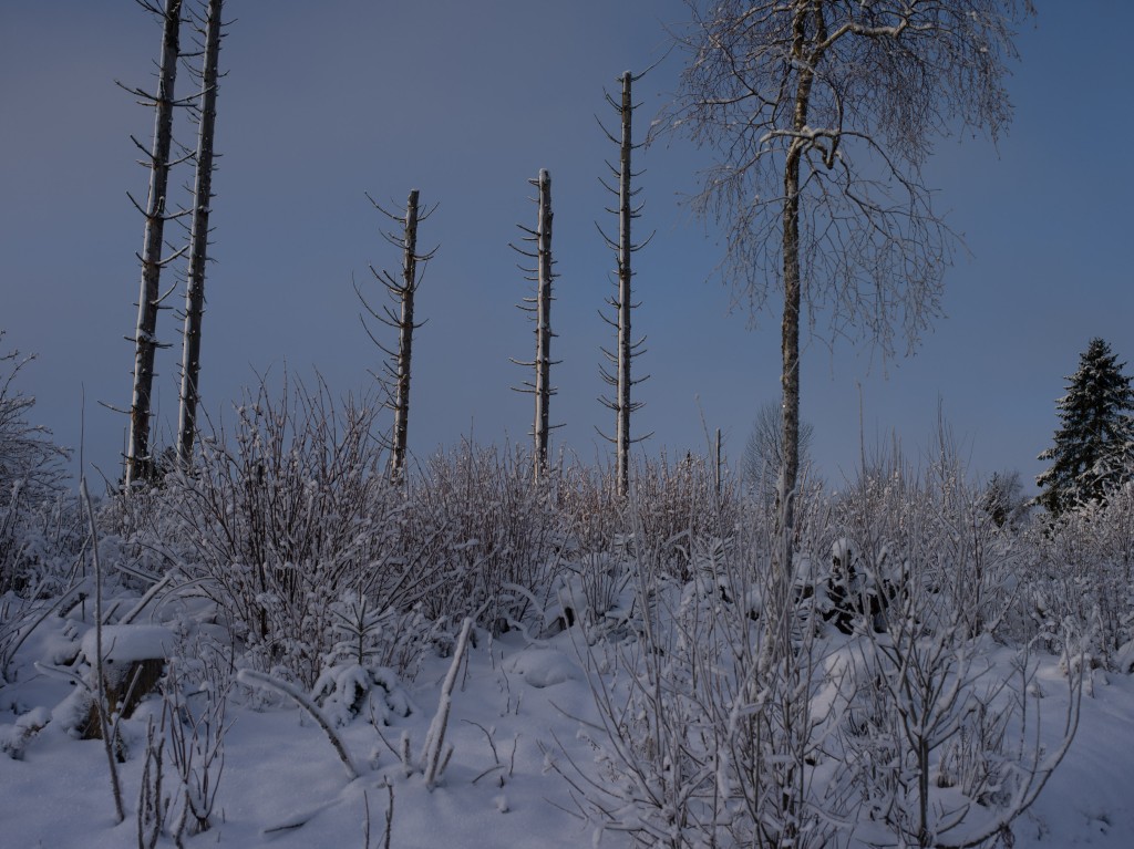 01-05-21-10.57.16.DNG