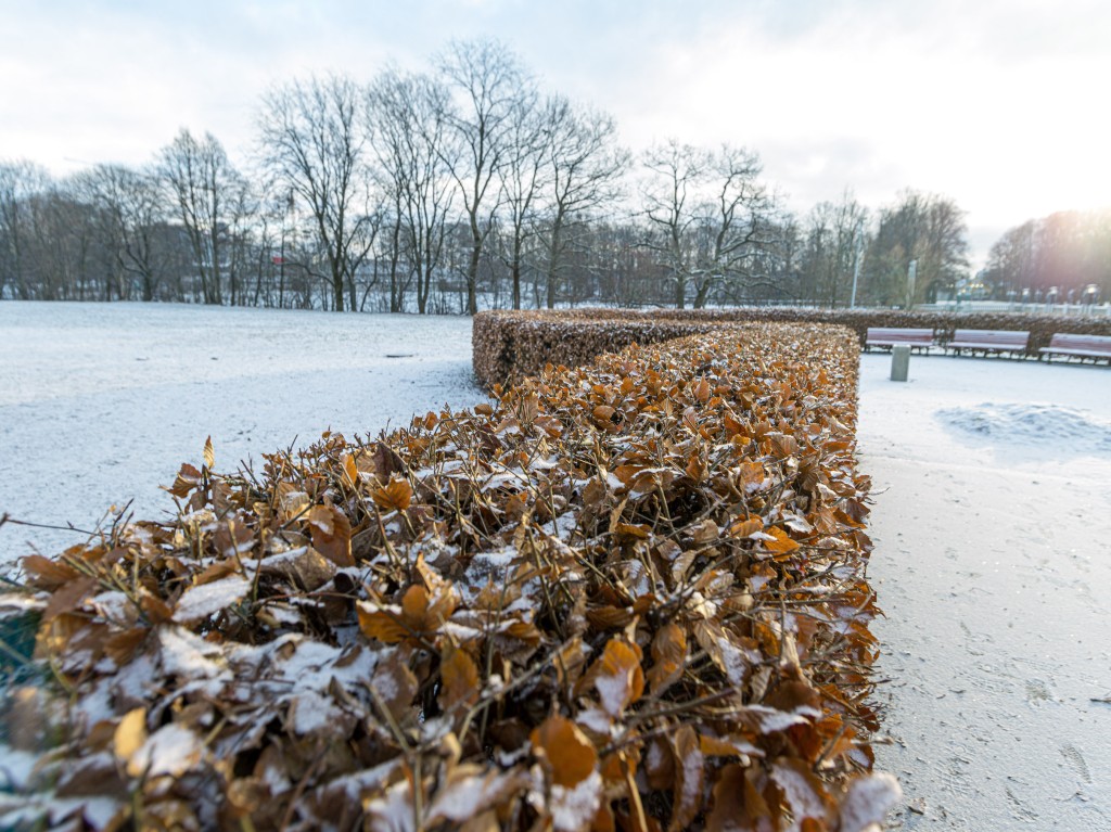 02-01-21-09.21.19.DNG