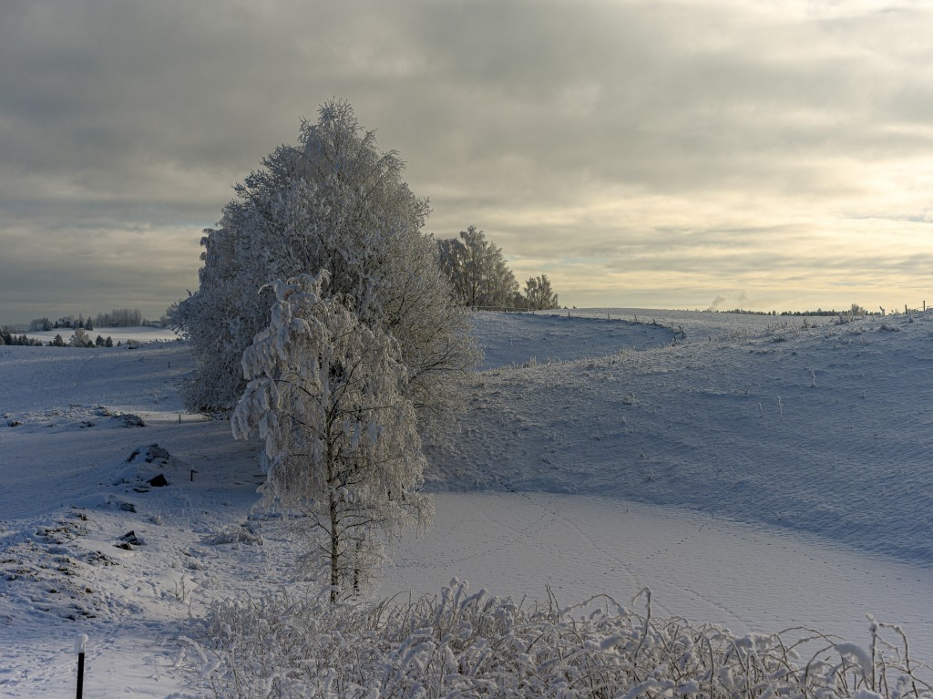 02-01-21-12.35.13.DNG