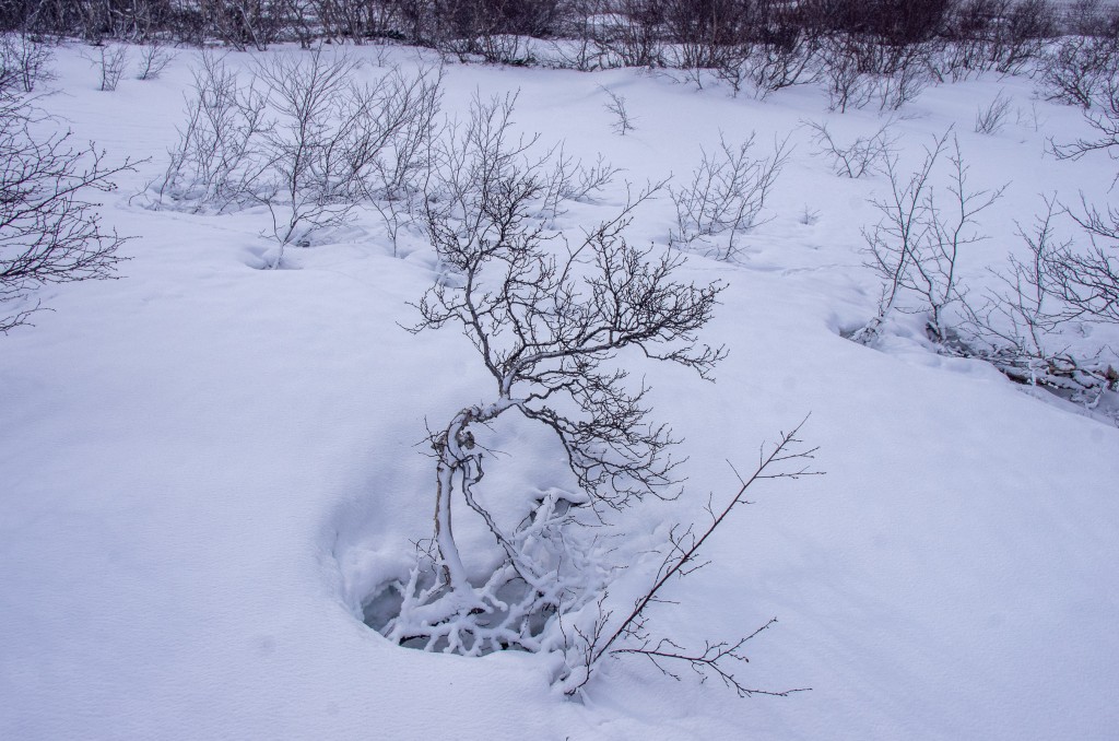 04-04-21-13.25.19.DNG