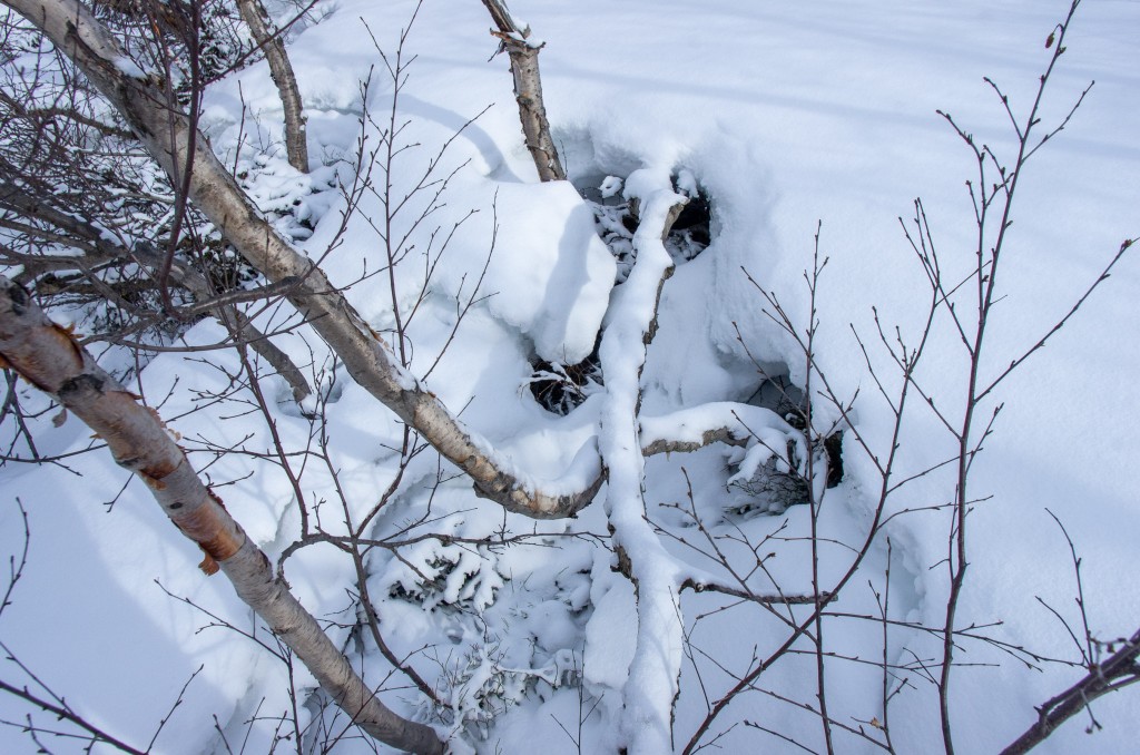 04-04-21-13.30.29.DNG