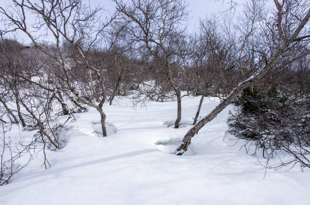 04-04-21-13.30.49.DNG