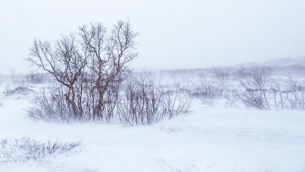 04-04-21-15.12.56.DNG