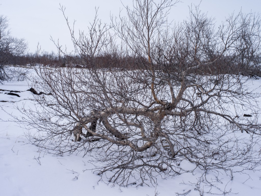 04-11-21-16.04.54.DNG