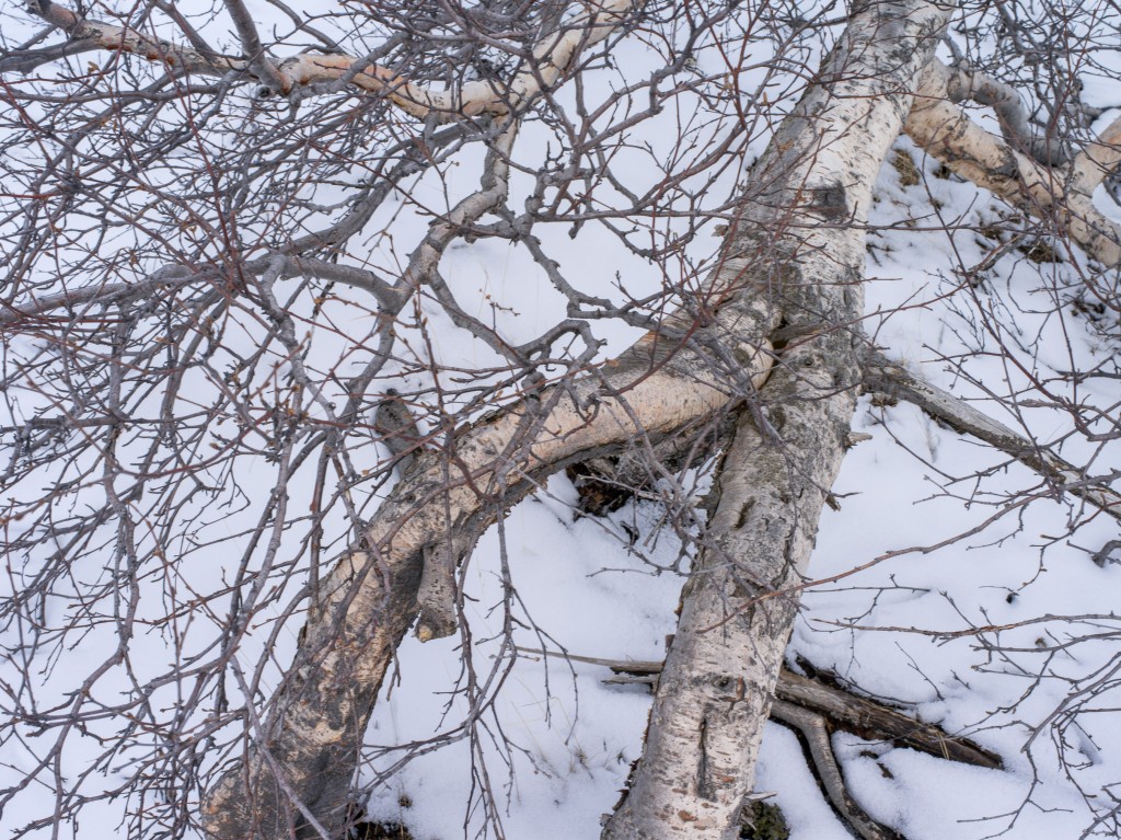 04-11-21-16.05.15.DNG