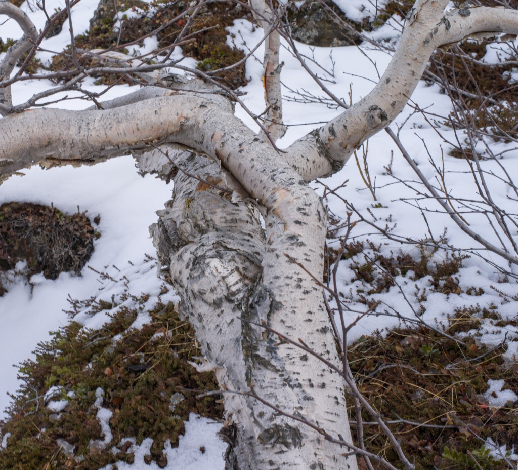 04-11-21-16.12.07.DNG