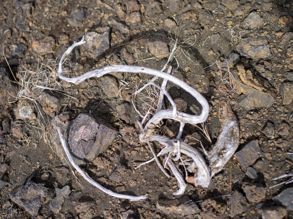 04-20-21-14.38.23.DNG