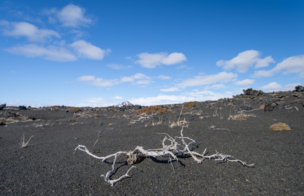 04-20-21-15.38.20.DNG