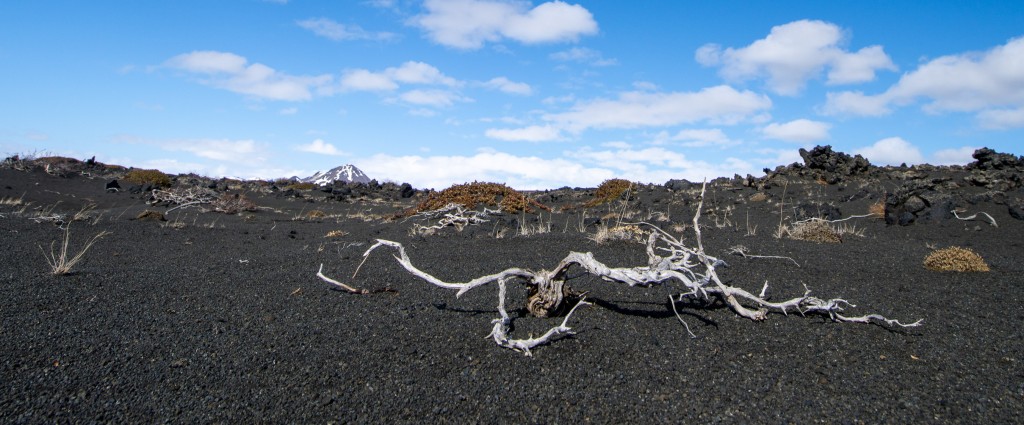 04-20-21-15.38.29.DNG