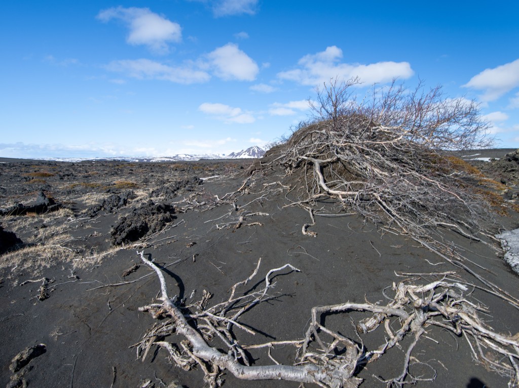 04-20-21-15.40.00.DNG