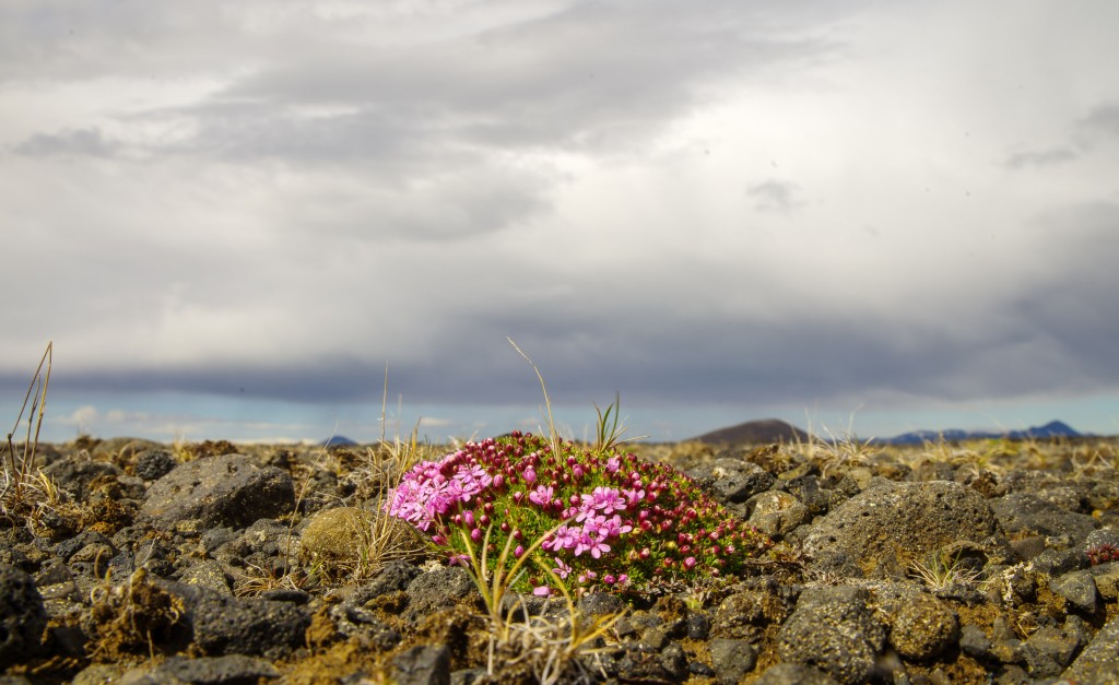 06-06-21-15.21.11.DNG