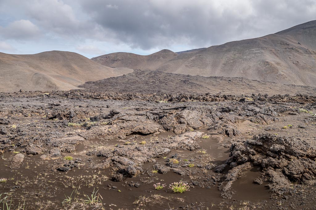 Pentax K-1 / 3 Pentax K-1   3