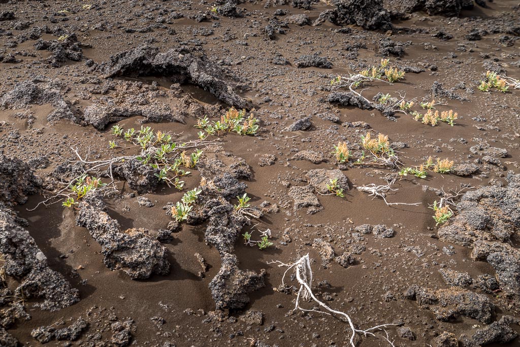 Pentax K-1 / 3 Pentax K-1   3