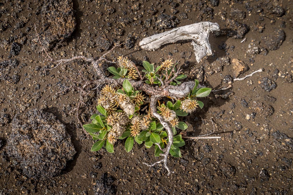 Pentax K-1 / 3 Pentax K-1   3