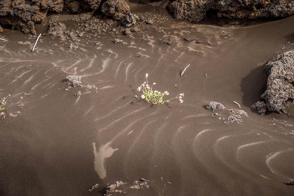 Pentax K-1 / 3 Pentax K-1   3