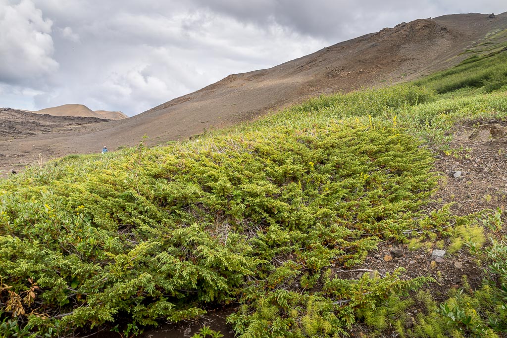 Pentax K-1 / 3 Pentax K-1   3