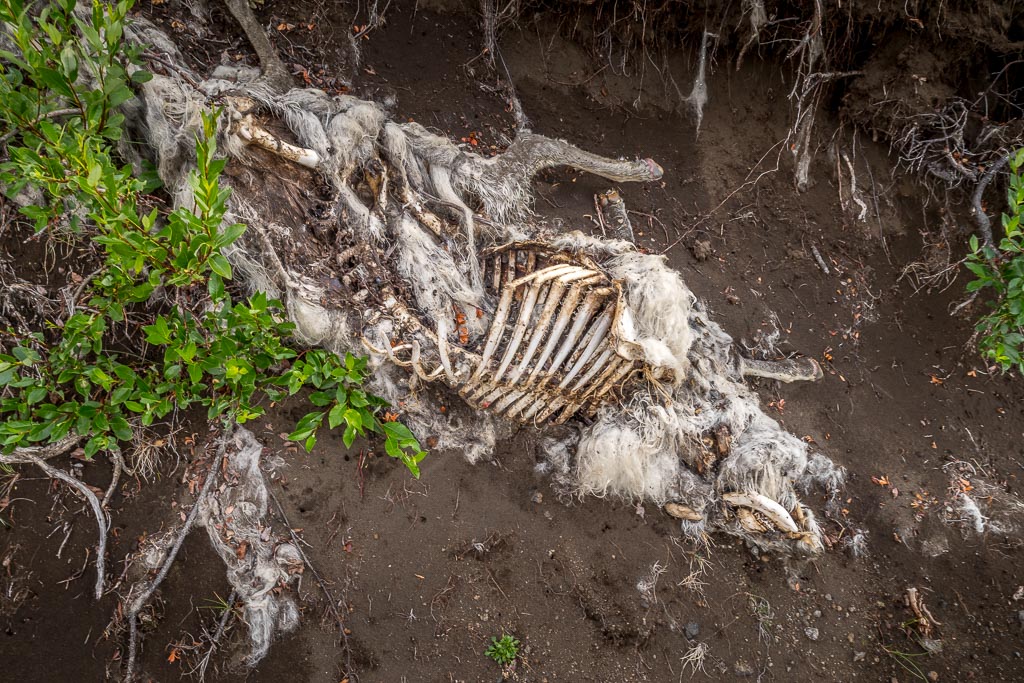Pentax K-1 / 3 Pentax K-1   3